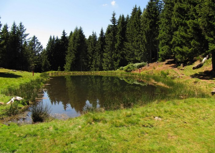 Small lake surrounded by pine forest and green grass in Mornera, Switzerland