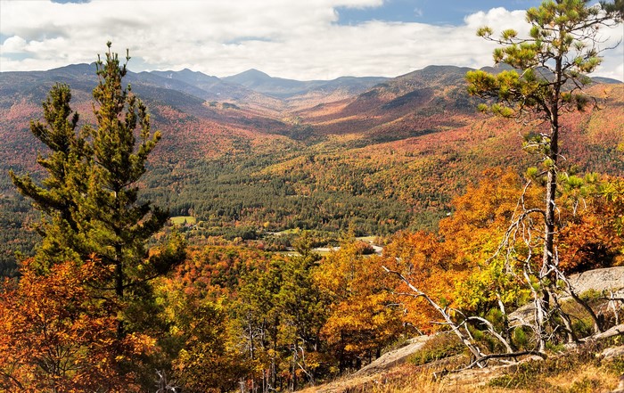 Autumn Mountain Valley with Pine Trees