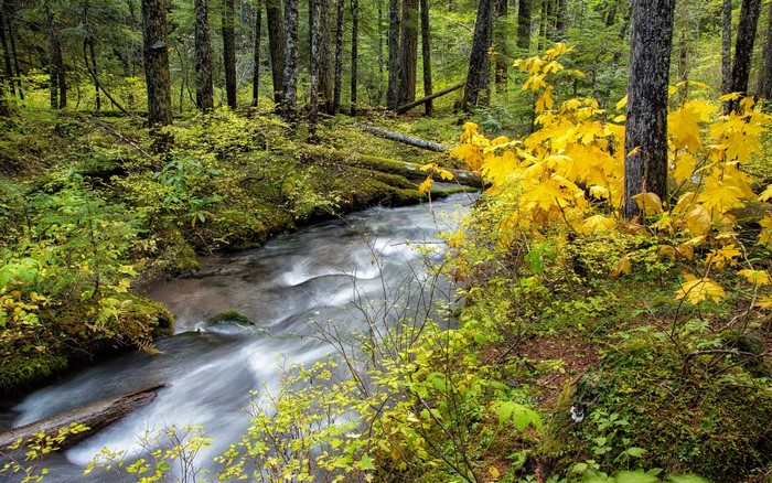 Stream flowing through a forest with autumn leaves