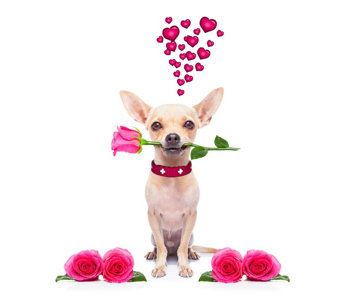 Chihuahua with Rose and Pink Hearts