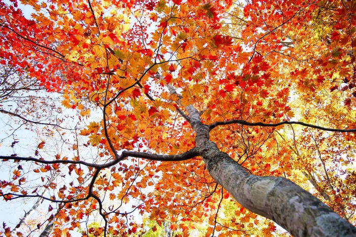 Autumn tree with red and orange leaves, bottom view