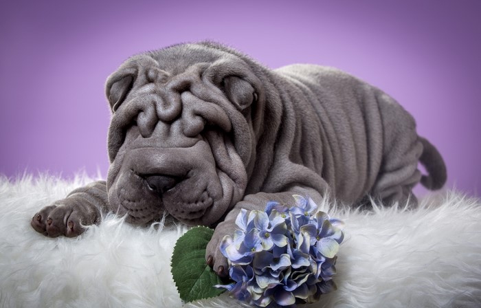 Shar Pei puppy with blue hydrangea