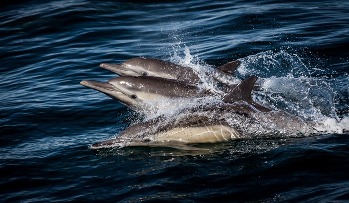 4K Image of Dolphins Splashing in Ocean Water
