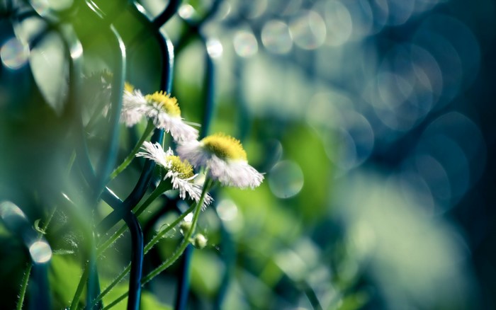 Closeup of white flowers near a fence