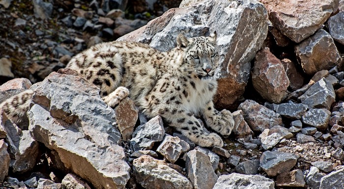 Snow leopard resting on rocks