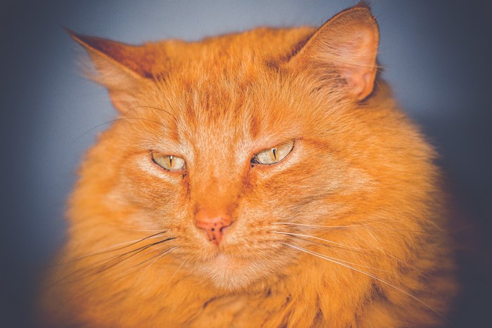 Close-up of a ginger cat's face