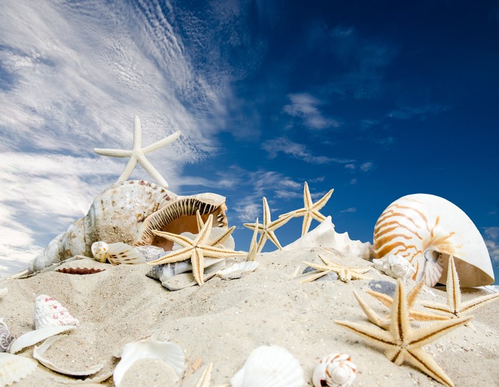 Starfish and Shells on Sand Under Blue Sky