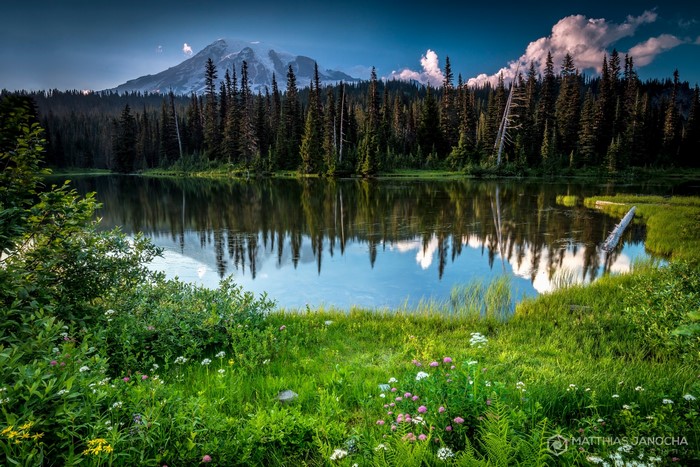 Mount Rainier reflected in a lake with pine forest