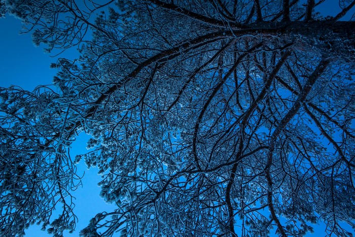 Frosted tree branches against a clear blue sky
