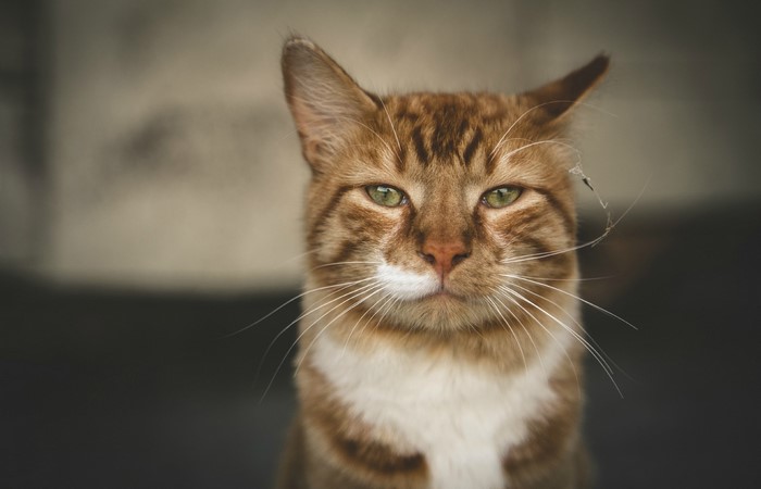 Orange tabby cat with green eyes