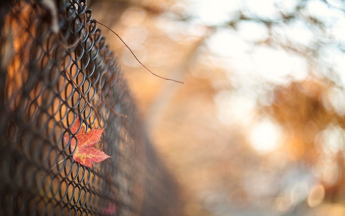 Red leaf on a chain-link fence in autumn