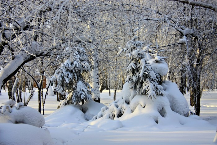 Snow-covered trees in a forest during winter