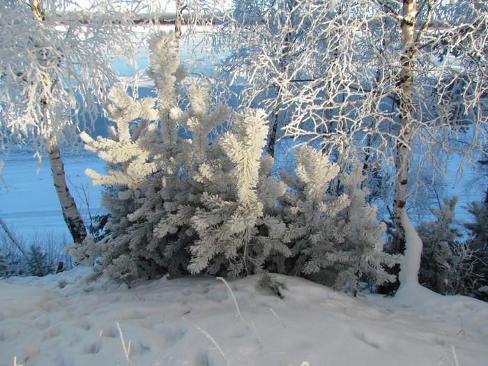 Winter scene with snow-covered spruce and birch trees