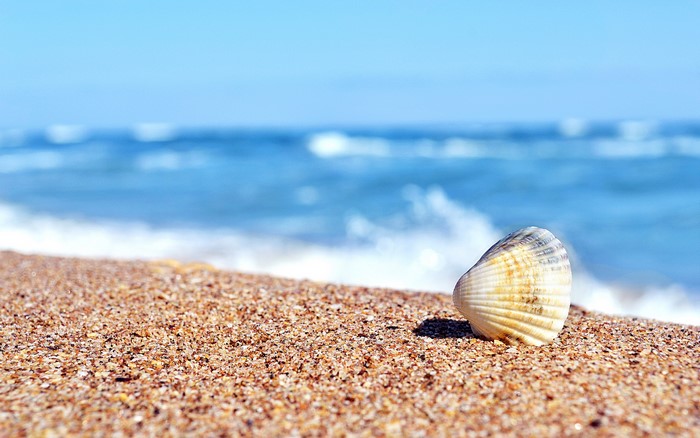 Seashell on a sandy beach with ocean waves
