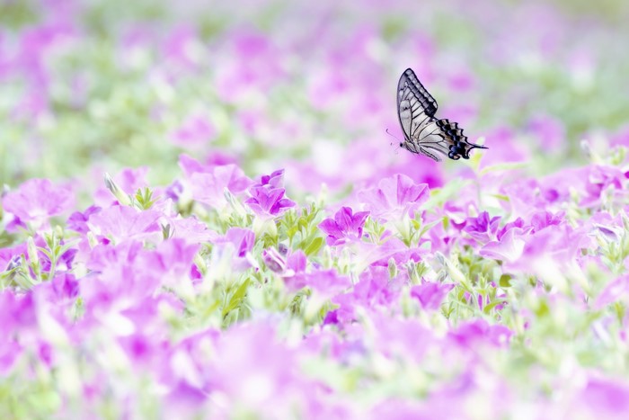Butterfly flying over a field of purple flowers