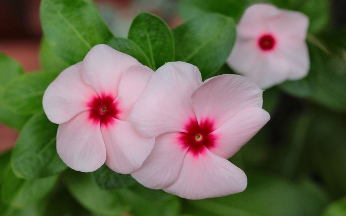 Pink Catharanthus roseus flowers with red centers