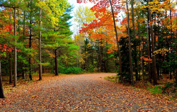 Autumn forest road with colorful foliage