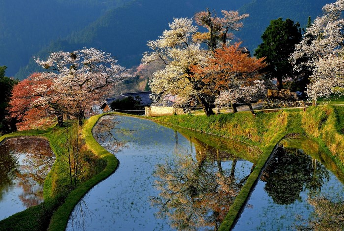 Terraced rice fields with cherry blossoms in bloom