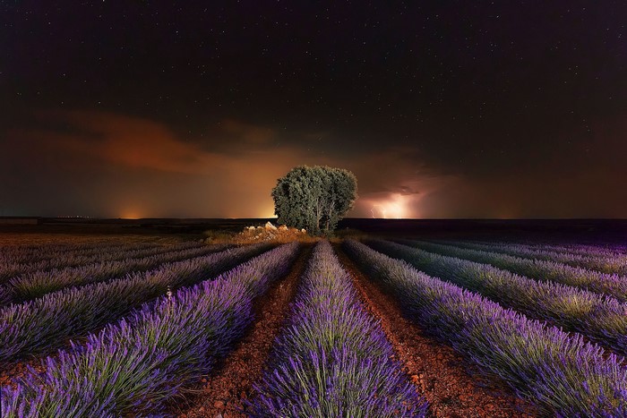 Lavender field at night with lightning storm in Spain