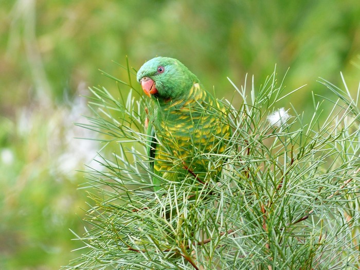 Green and yellow parrot perched on a branch