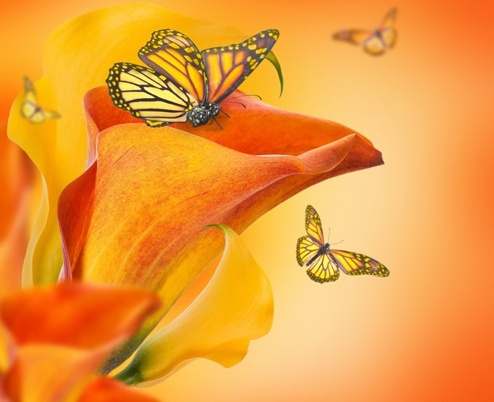 Monarch butterflies on orange calla lilies