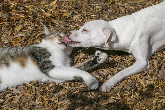White dog licking a tabby cat
