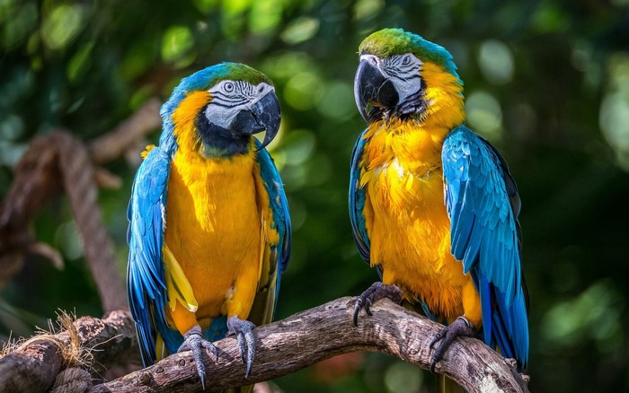 Two Blue-and-yellow Macaws perched on a branch