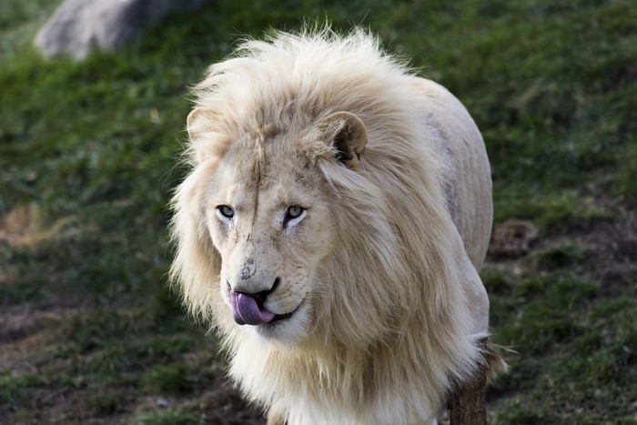 White lion with tongue out