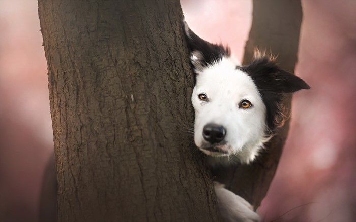 Border Collie peeking from behind a tree trunk