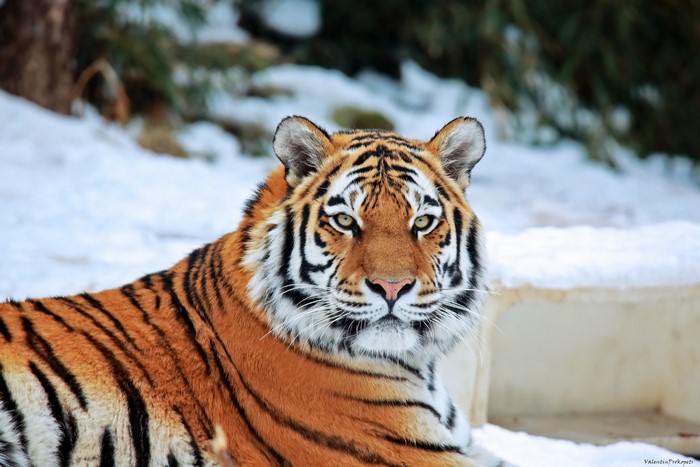Tiger in the Snow
