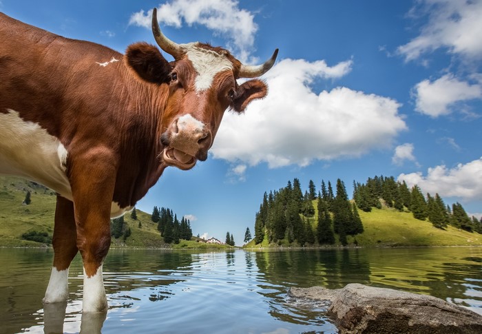 Cow standing in a lake in Switzerland