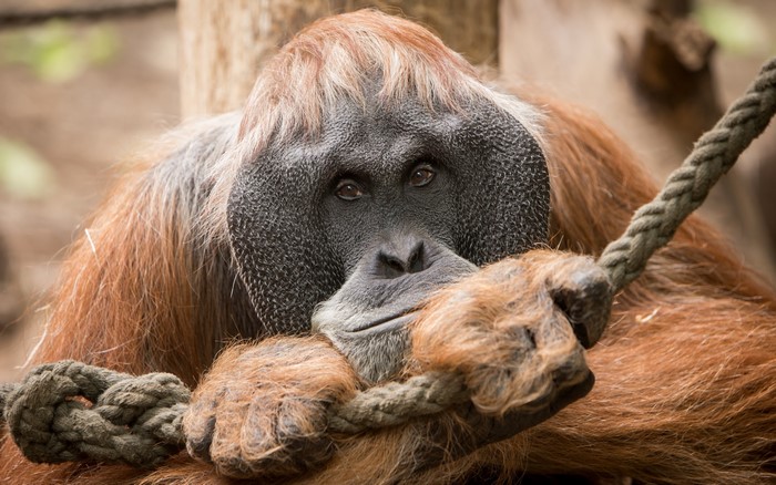 Orangutan resting on a rope
