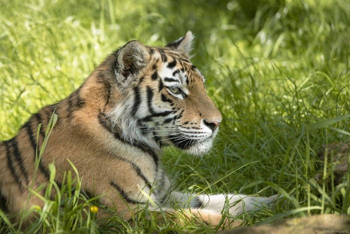 Tiger lying in green grass