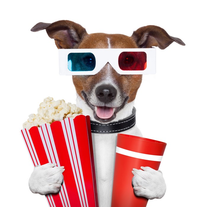 Jack Russell Terrier Dog Wearing 3D Glasses with Popcorn and Drink
