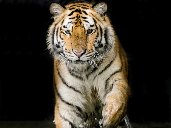 Tiger walking through water