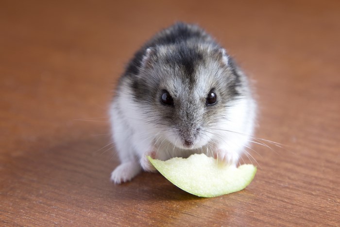 Hamster eating a slice of apple