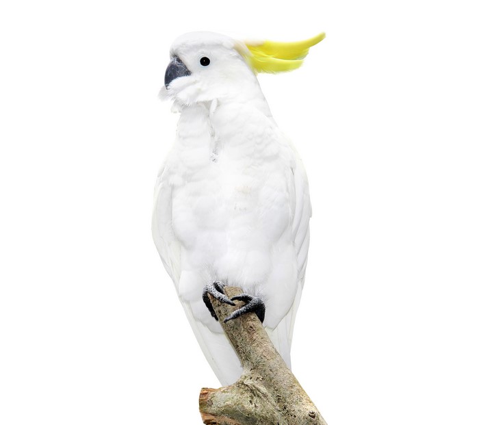 White Cockatoo Parrot on a Branch