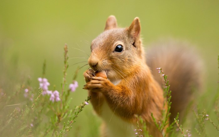 Red squirrel eating a nut in heather