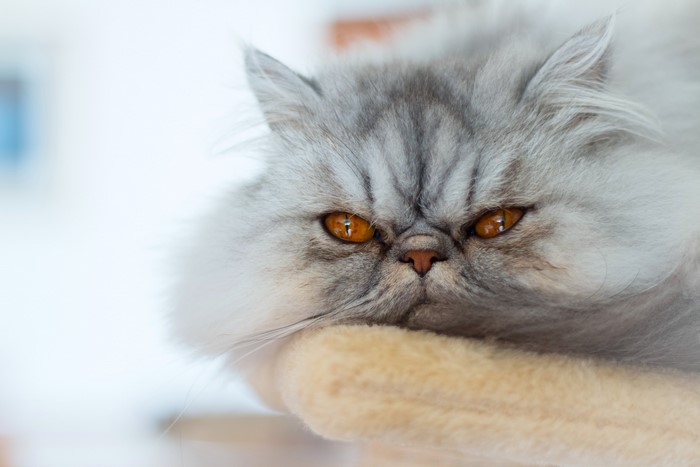 Fluffy Persian Cat with Orange Eyes