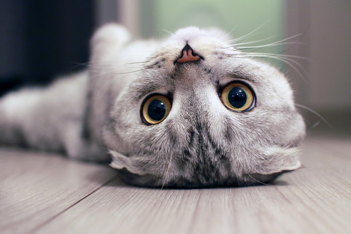 Close-up of a Scottish Fold cat's face