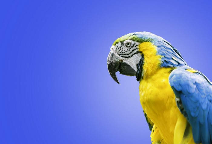 Blue and yellow macaw parrot on blue background