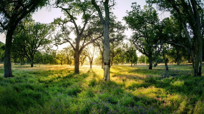 Sunlight filtering through trees in a grassy meadow