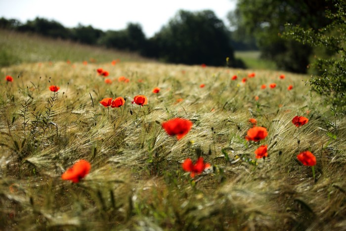 Field of Poppies in a Wheat Field
