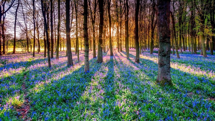 Sunlight filtering through trees in a forest with bluebells