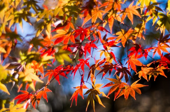 Autumn Maple Leaves in Sunlight