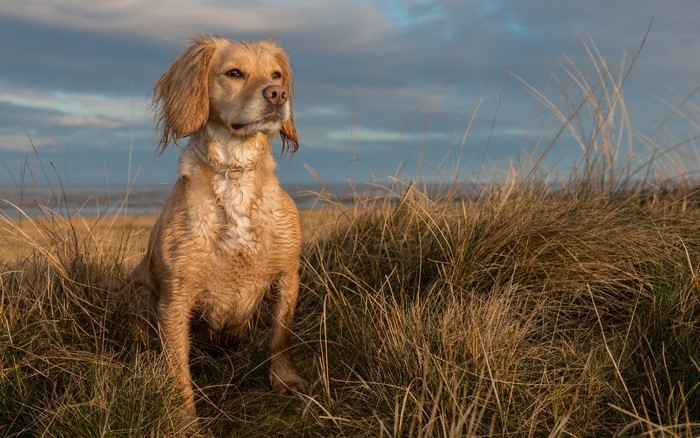 Golden retriever dog sitting in tall grass by the sea