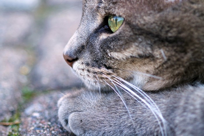 Close-up of a cat's face with green eyes