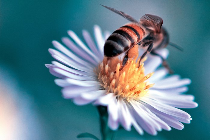 Bee on a white flower