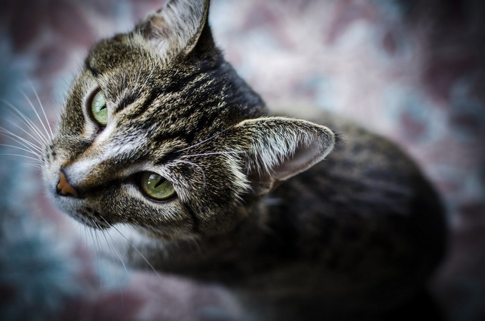Close-up of a tabby cat's face with green eyes