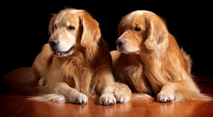 Two Golden Retrievers on a wooden floor